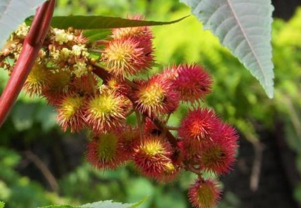 “美麗有毒”的植物,快來認識11種“毒花毒果”,不吃虧不上當 “美麗有毒”的植物,快來認識11種“毒花毒果”,不吃虧不上當