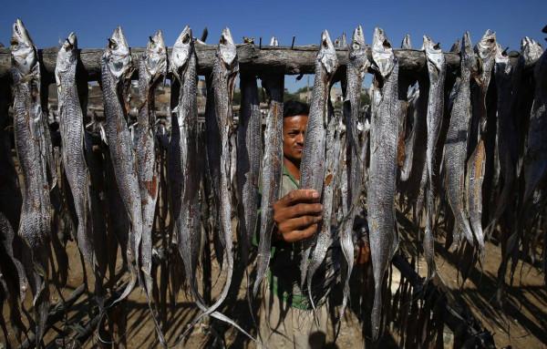 晾曬魚乾 晾曬魚乾