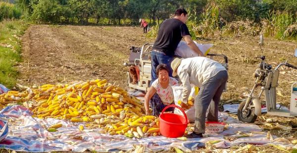 河南農村娃677分上清華,一家養豬艱難生活,為5000塊學費發愁 河南農村娃677分上清華,一家養豬艱難生活,為5000塊學費發愁