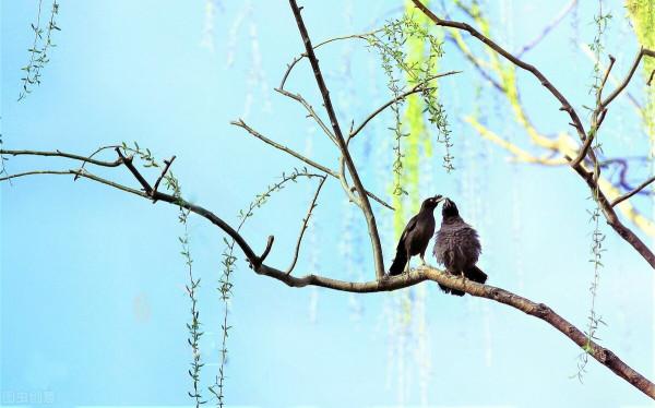 樹上的鳥兒成雙對,綠水青山帶笑顏 樹上的鳥兒成雙對,綠水青山帶笑顏