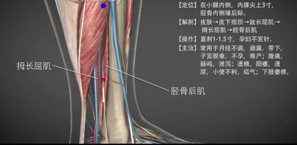 三陰交簡介 三陰交簡介