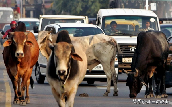 印度男子拋妻棄子，寧願和牛生活在一起，他的生活會幸福嗎？