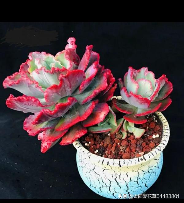 漂亮又好養的7個普貨多肉，新手也能輕鬆養出狀態