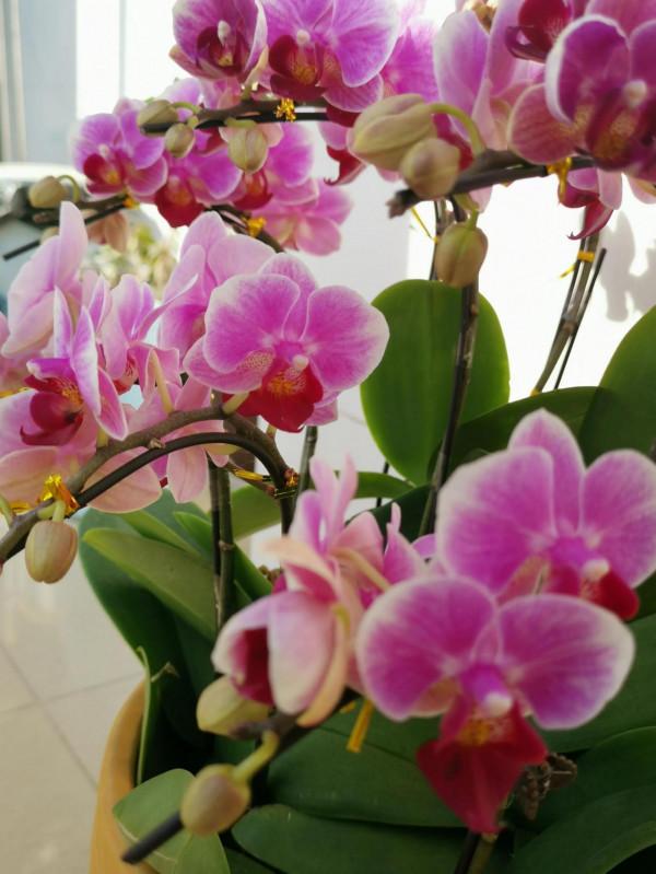 一盆盛開的蝴蝶蘭花