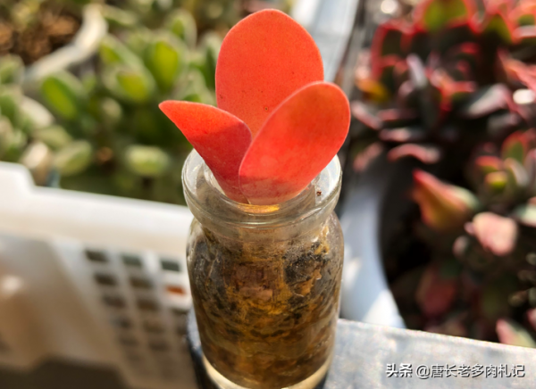 新玩法——用玻璃瓶養多肉,既方便打理又易於上色,陽臺黨的福音 新玩法——用玻璃瓶養多肉,既方便打理又易於上色,陽臺黨的福音