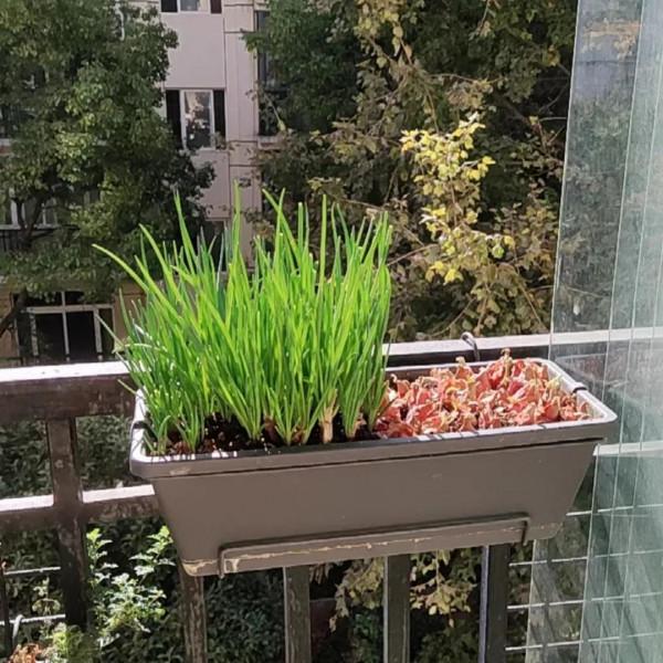 陽臺種這5種蔬菜，好養好吃易爆盆，一個冬天摘不完