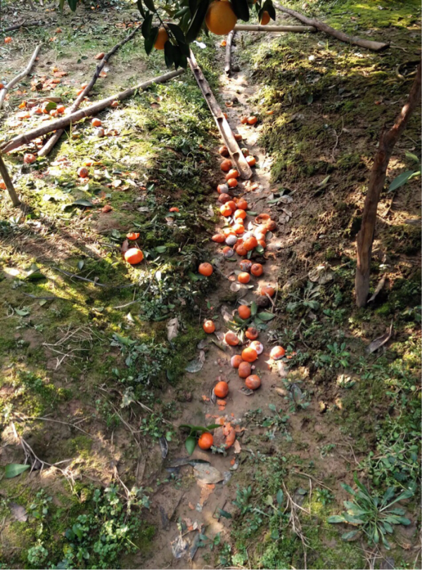 有機肥越施越多，產量卻越來越低？什麼果樹用什麼肥，你都知道嗎