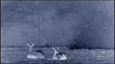 這隻花豹是啃老反面教材！正能量教育意義