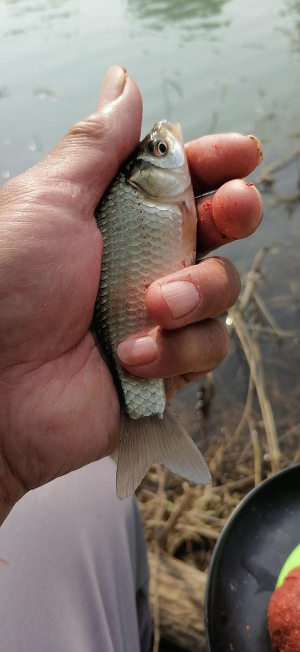 「十週年」用撿來的老壇玉米打窩,野河裡竟然狂連鯽魚爆護了 「十週年」用撿來的老壇玉米打窩,野河裡竟然狂連鯽魚爆護了