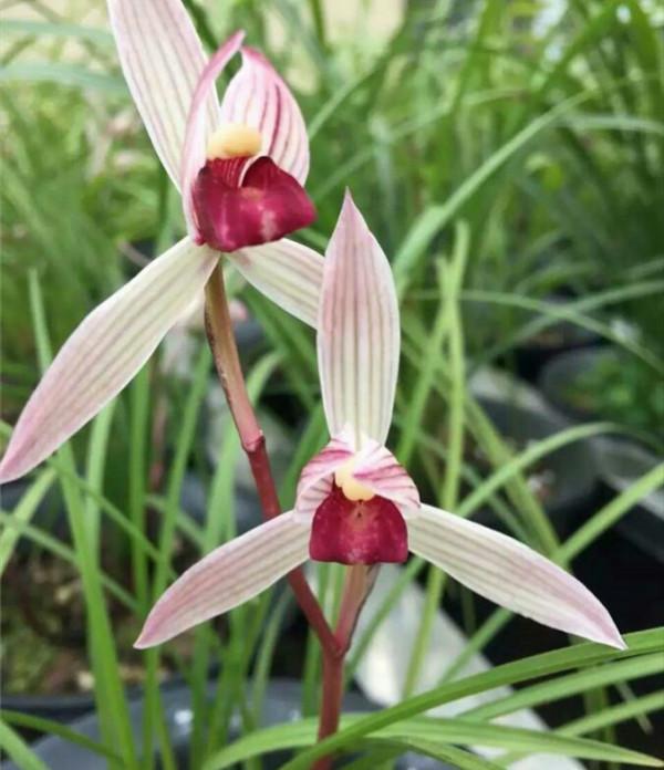 三年前,他靠玩蘭獲利上百萬元,後來轉行投資餐飲,最終血本無歸 三年前,他靠玩蘭獲利上百萬元,後來轉行投資餐飲,最終血本無歸