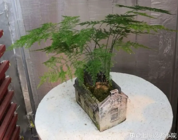 好養活的10種耐陰花卉