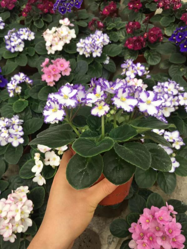 6種“勞模花”，四季能開花，家裡養一盆，賞花300天