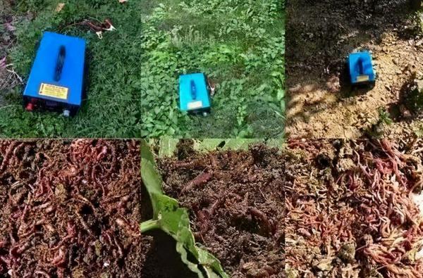 電魚禁止後,農戶又把目標換成“蚯蚓”?這“3點”危害需知曉 電魚禁止後,農戶又把目標換成“蚯蚓”?這“3點”危害需知曉