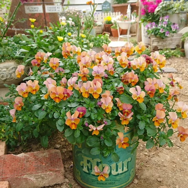 打造一座雜貨小花園,記錄一份隨性生活 打造一座雜貨小花園,記錄一份隨性生活