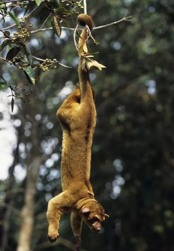 熊狸：體型如熊長相如貓，天生“五隻手”，尿液散發奶油爆米花味