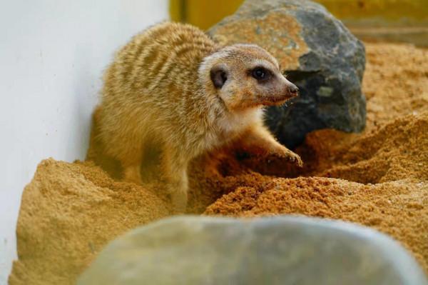 打洞怪出沒！武漢動物園來了兩隻&OpenCurlyDoubleQuote;丁滿&rdquo;