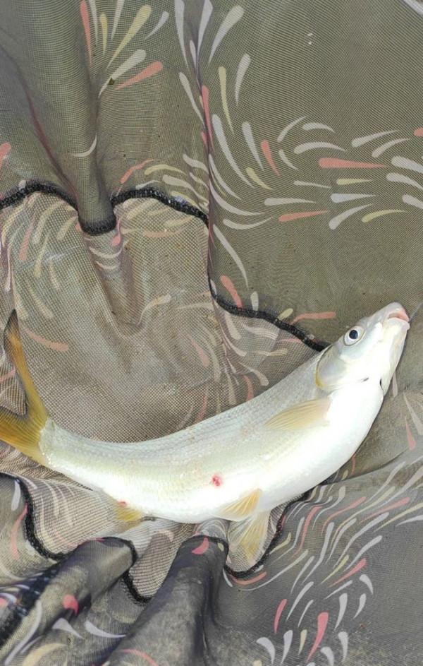 垂釣黃尾有訣竅，掌握技巧才會上鉤多多