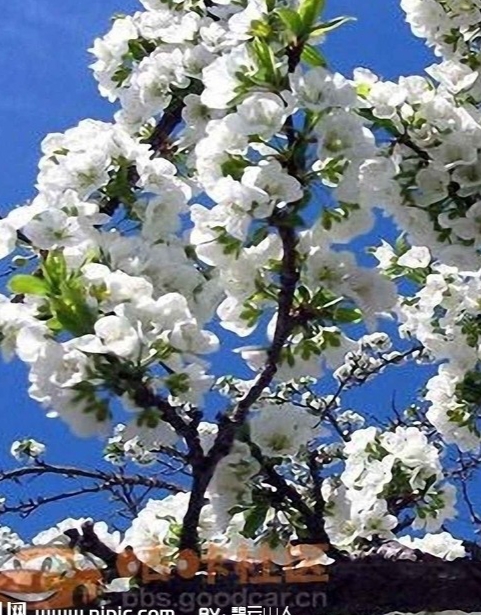 花卉欣賞、《奼紫嫣紅處處春》