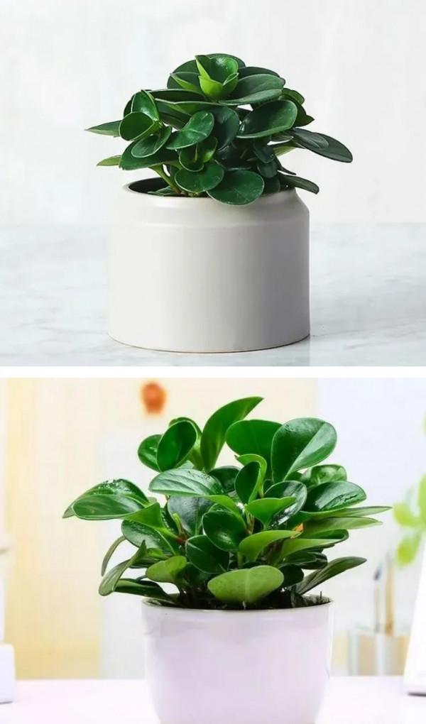 100種觀葉植物 | No.8 豆瓣綠養護攻略 100種觀葉植物 | No.8 豆瓣綠養護攻略