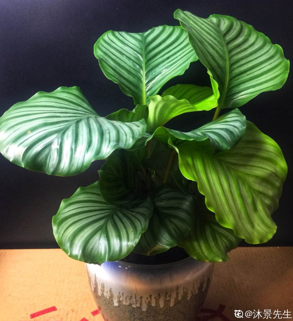 最像青蘋果的綠植,這5步做好,打造室內“青蘋果樂園” 最像青蘋果的綠植,這5步做好,打造室內“青蘋果樂園”