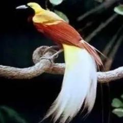 鳥的世界 鳥的天堂