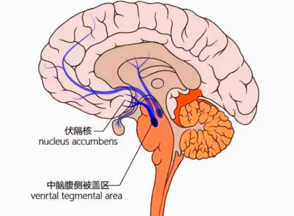 用晶片扼殺食慾，從源頭解決肥胖問題