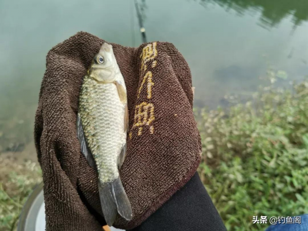 上幾條魚就停口？冬季野釣最大的難題，唯有這樣解決才對路