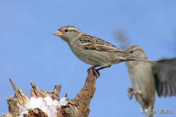 小故事：一隻麻雀與另一隻麻雀