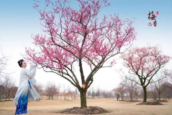 松江這片梅花園，開得太美了