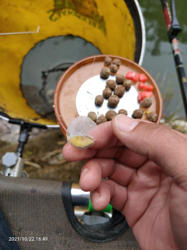 「秋釣」民工兄弟野釣小河，拉1米多飛鉛，居然釣到漂亮大鯉並果斷放生