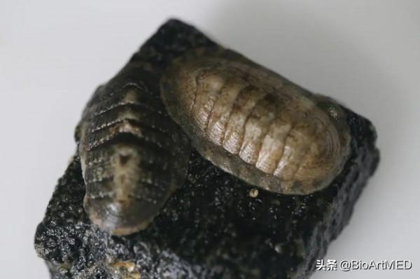 王緒敏教授團隊釋出軟體動物線粒體基因組資料庫MODB 王緒敏教授團隊釋出軟體動物線粒體基因組資料庫MODB