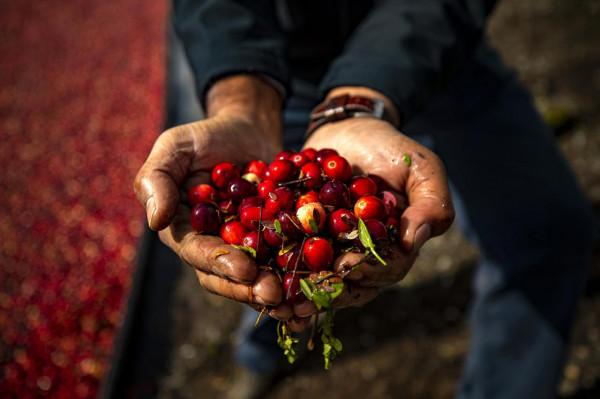 要用水收割的北美紅寶石水果，在我國憑什麼能奢侈到150元/斤？
