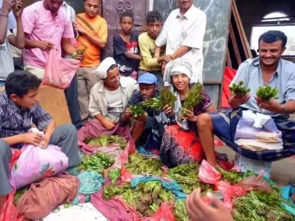 葉門：被草毀掉的地方，全民吸毒的國家