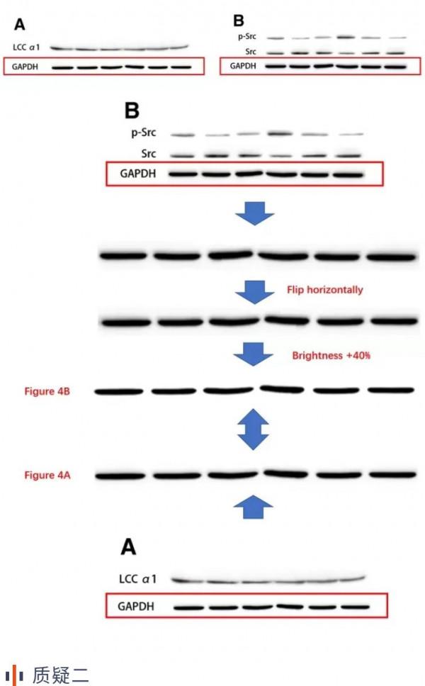 中山大學附屬醫院聯合發表的論文被質疑蛋白條帶處理後重復使用