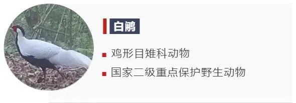 美麗的遇見細數那些“被偏愛”的大鳥