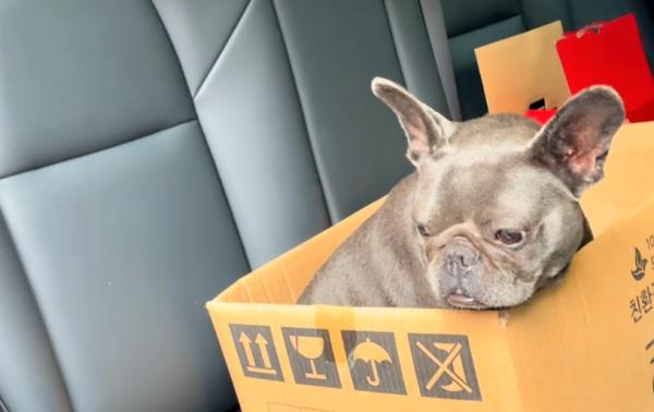 湖北：情侶分手搬走，懷孕法鬥成了流浪狗，狗狗：主人，我該咋辦