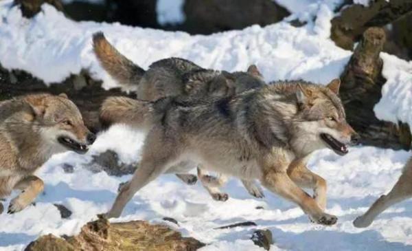 戰士培養狼群,成邊防好哨兵 戰士培養狼群,成邊防好哨兵