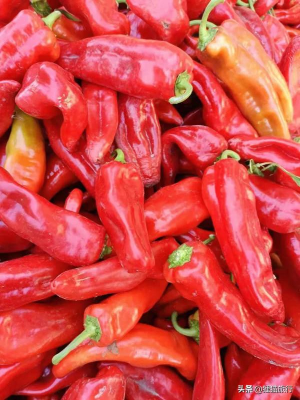 紅辣椒王國——焉耆盆地,這裡是新疆最大的紅辣椒生產基地 紅辣椒王國——焉耆盆地,這裡是新疆最大的紅辣椒生產基地