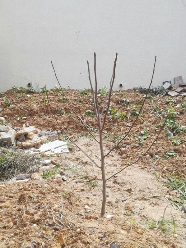 盤點22年1月到來的花草