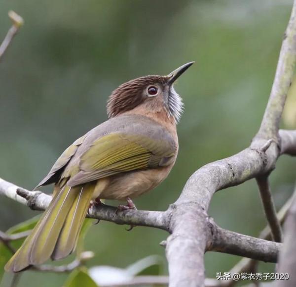 茶花滿樹開，眾多鳥兒來