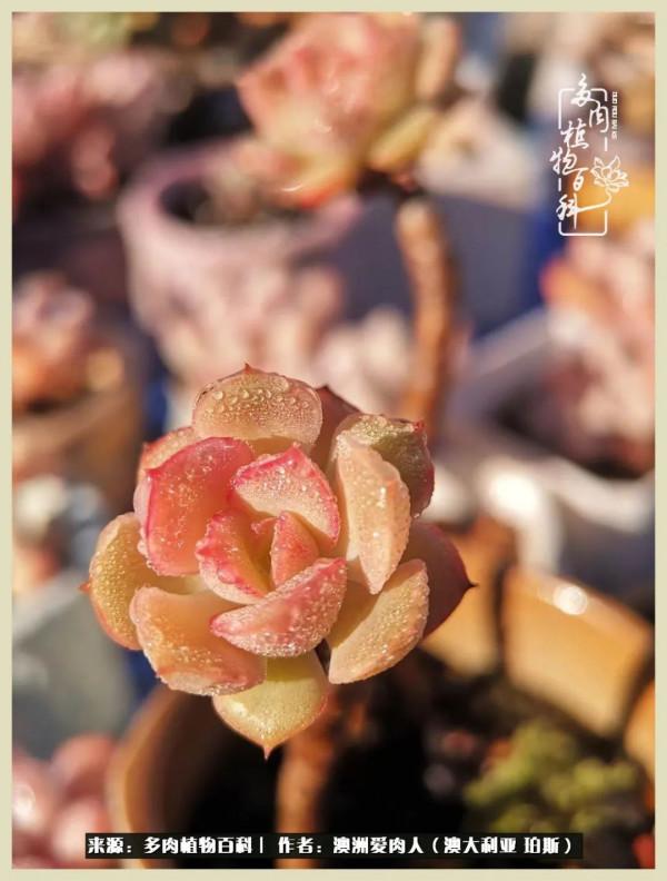 多肉變胖純屬正常,我的變胖卻是工傷 多肉變胖純屬正常,我的變胖卻是工傷