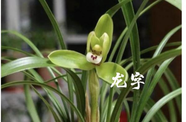 為什麼很多人養花養不活