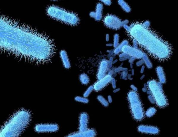 「ACS」變廢為寶！大腸桿菌也能製藥，抗癌、抗寄生蟲、抗菌的天然苯並惡唑就靠大腸桿菌了