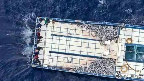 海中捕撈金槍魚為什麼不用漁網？為什麼能連續釣不摘鉤，真相來了