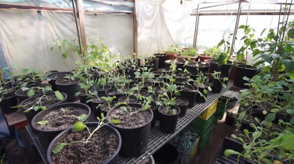 外國牛人自制人工小島，一住就是29年