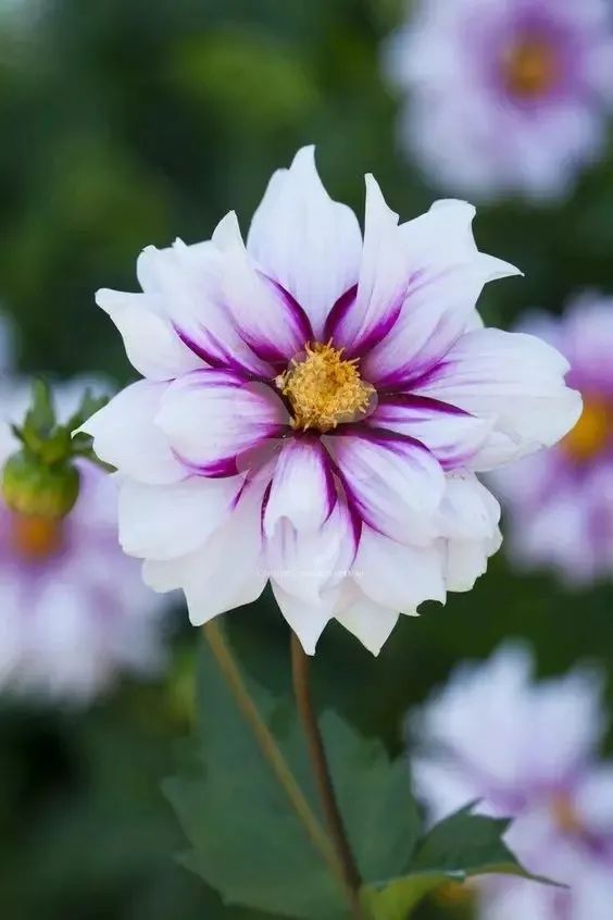 植庫‖豐富多彩的大麗花竟被冠為慘案之名？