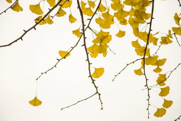 讀史｜倘無千里能，可為伯樂功