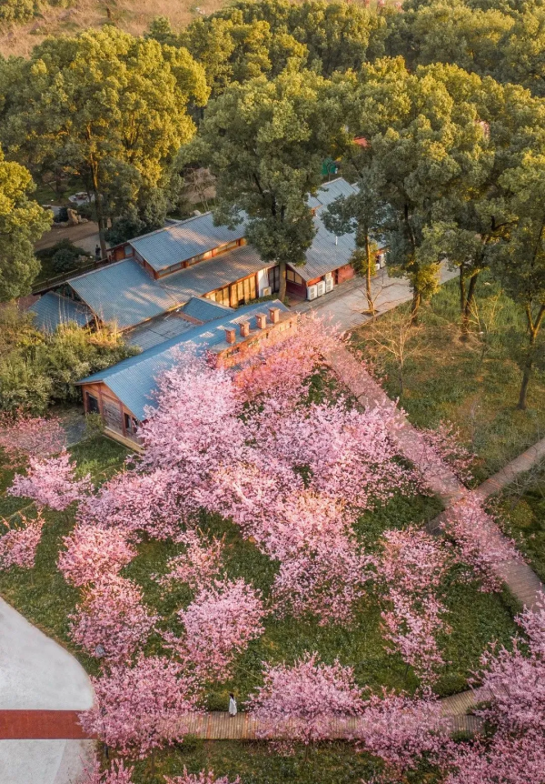 讓花園充滿浪漫色彩的粉色開花植物，滿足你的少女心