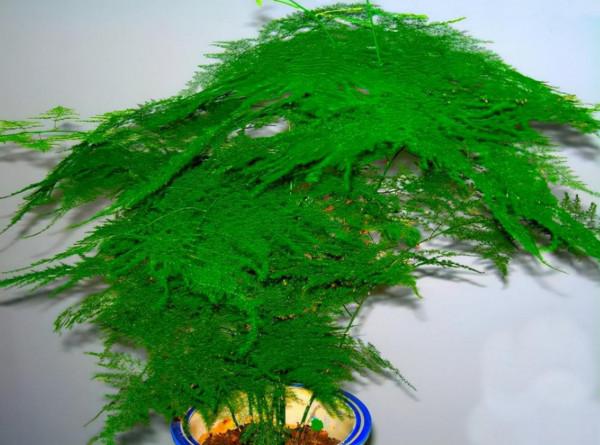 文竹始終養不好？改變“方法”養養看，黃葉不再有，油綠又茂盛