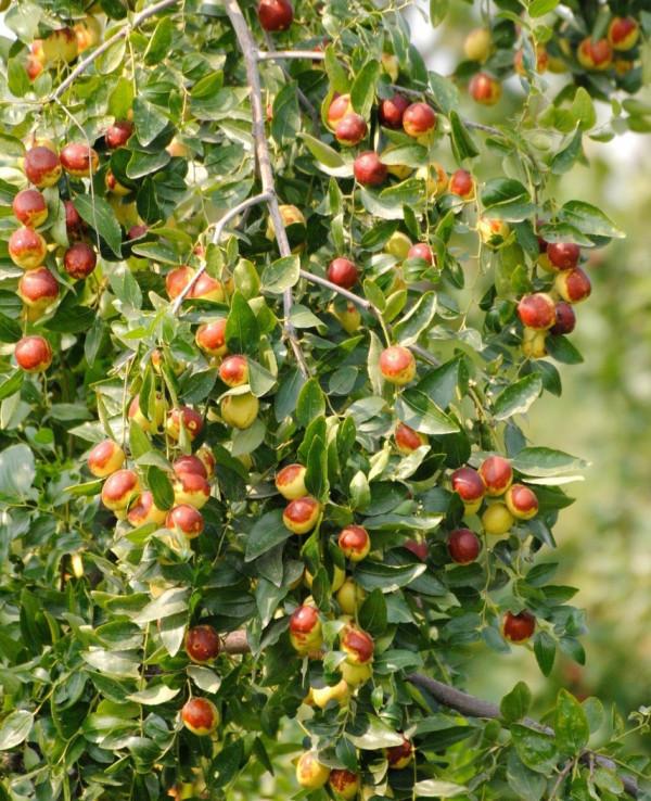 院子裡有空地就種這“三種樹”，沒地擠擠也要種，寓意深遠還旺家